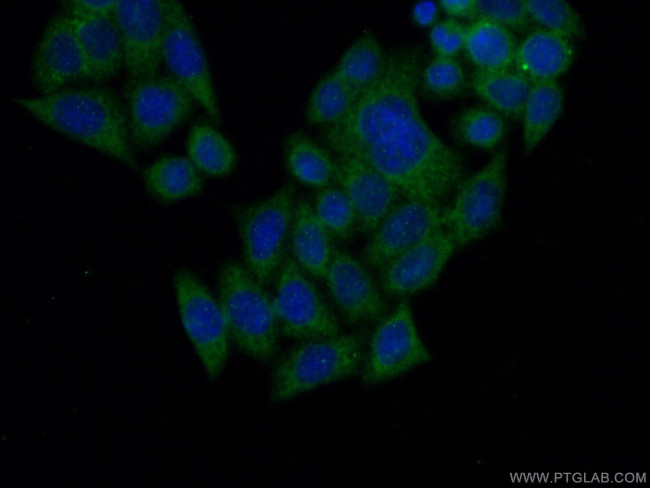 NUDT12 Antibody in Immunocytochemistry (ICC/IF)