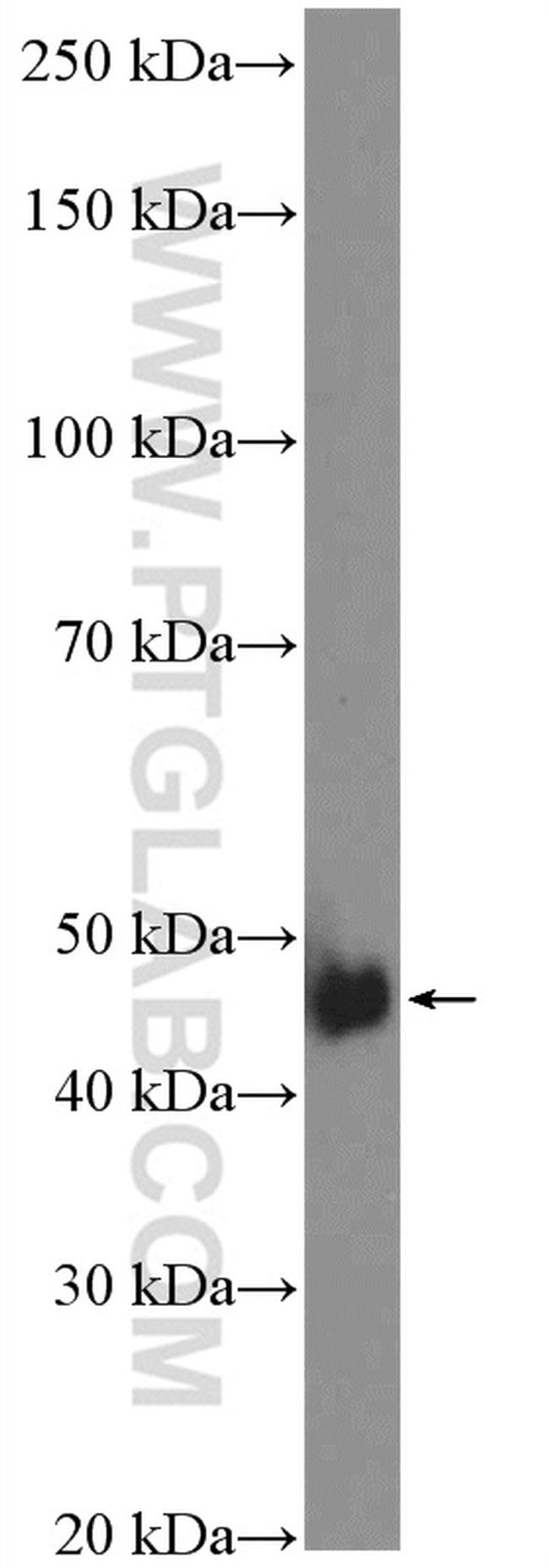 NUDT12 Antibody in Western Blot (WB)