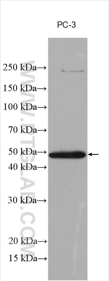 SPAG4L Antibody in Western Blot (WB)