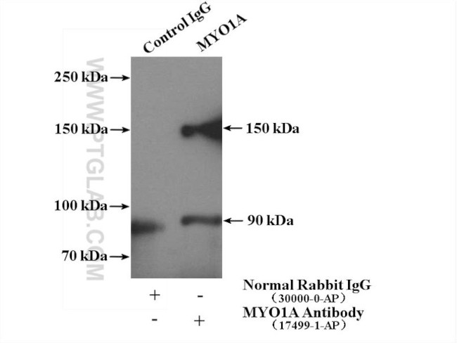 MYO1A Antibody in Immunoprecipitation (IP)