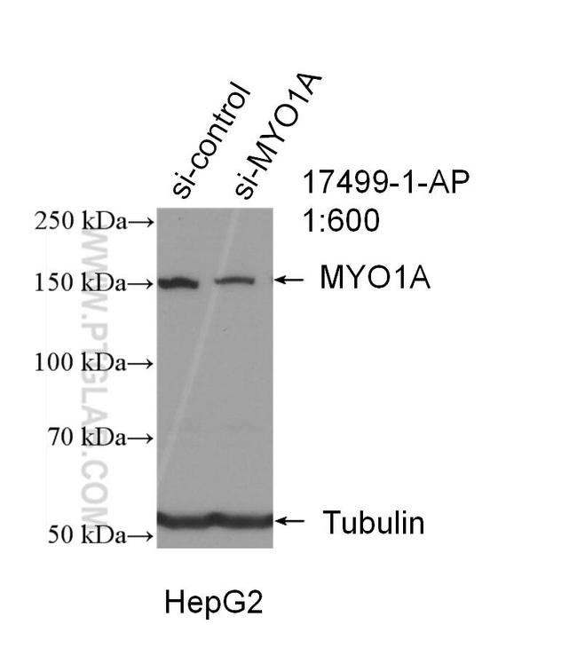 MYO1A Antibody in Western Blot (WB)