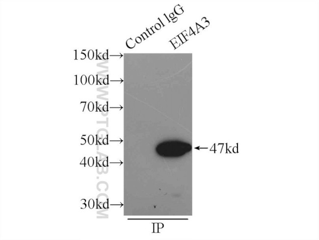 EIF4A3 Antibody in Immunoprecipitation (IP)