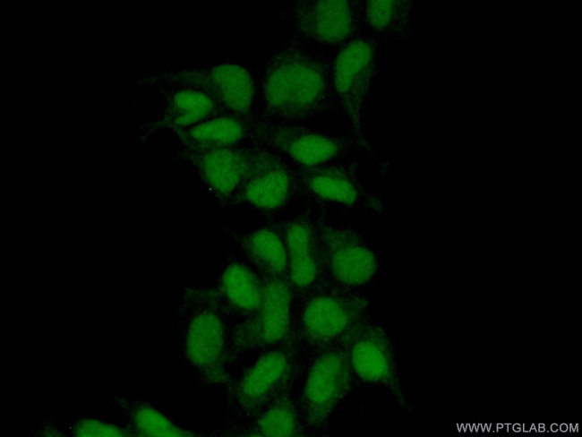 MAK16 Antibody in Immunocytochemistry (ICC/IF)