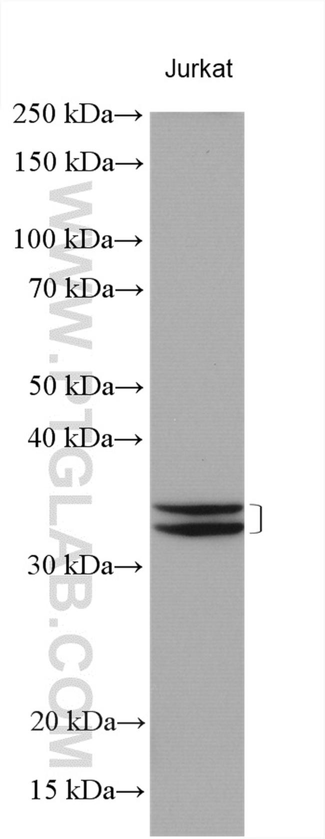 ICMT Antibody in Western Blot (WB)