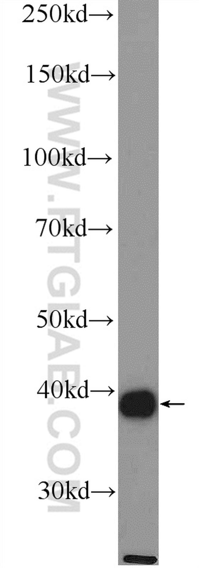 ACTA1 Antibody in Western Blot (WB)