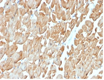 Dystrophin (DMD) (Marker of Duchenne and Becker Muscular Dystrophy) Antibody in Immunohistochemistry (Paraffin) (IHC (P))