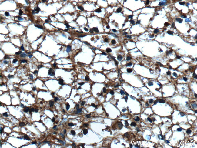 Sur-8 Antibody in Immunohistochemistry (Paraffin) (IHC (P))