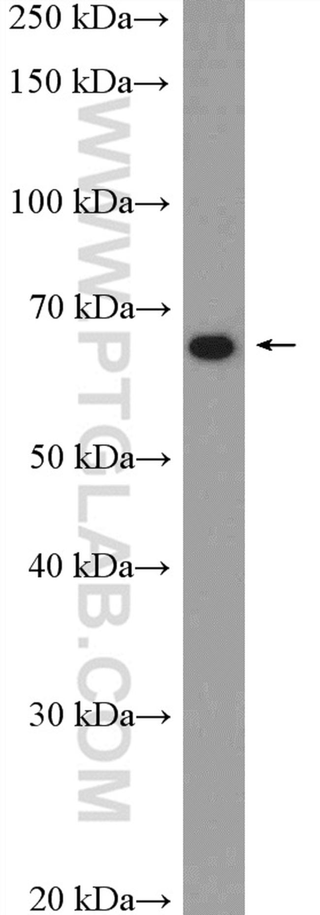 Sur-8 Antibody in Western Blot (WB)