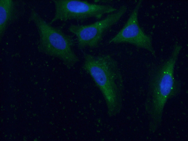 Sur-8 Antibody in Immunocytochemistry (ICC/IF)