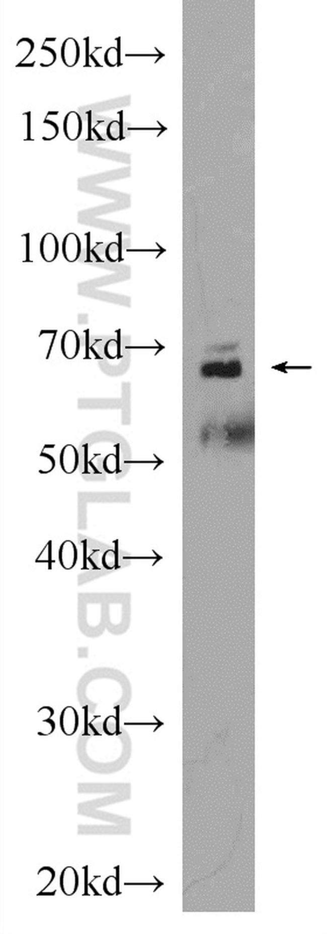 Sur-8 Antibody in Western Blot (WB)