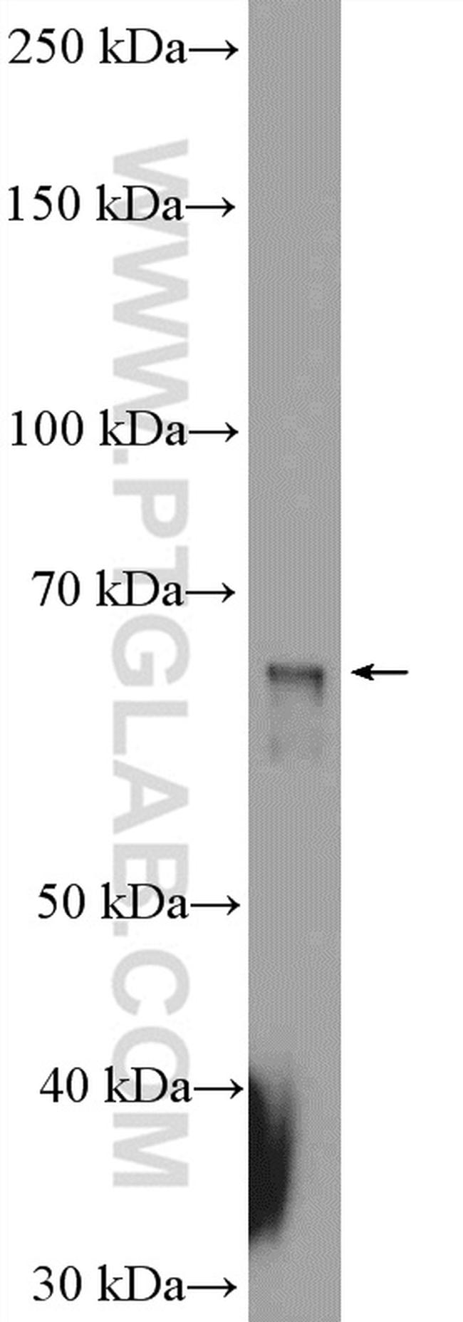 Sur-8 Antibody in Western Blot (WB)