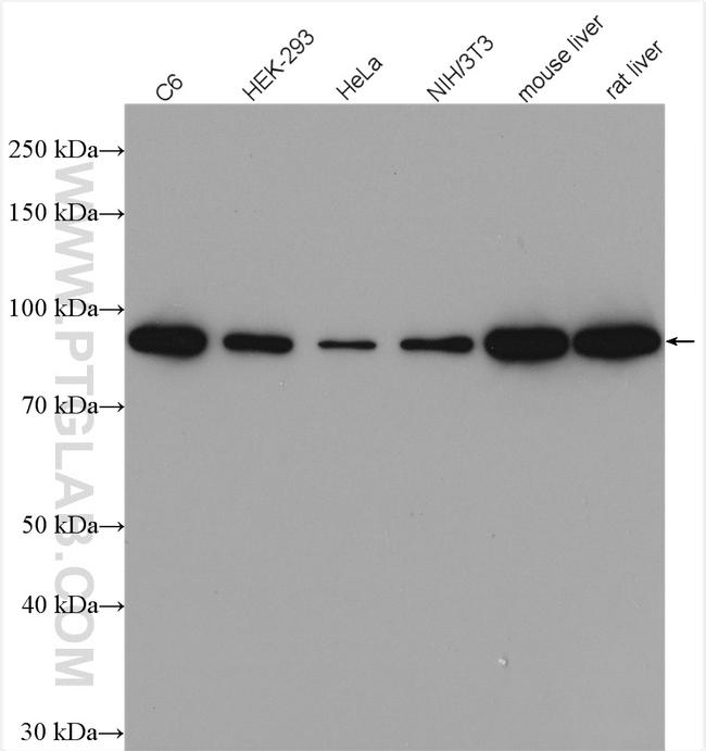 beta-Catenin Antibody in Western Blot (WB)