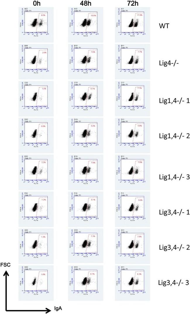 IgM Antibody in Flow Cytometry (Flow)