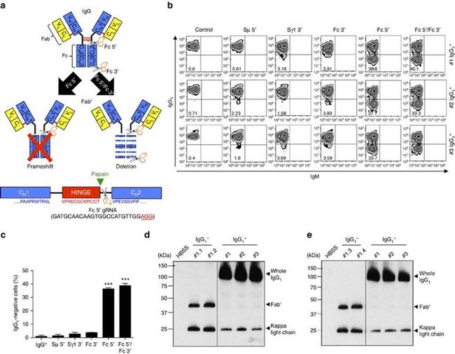 IgM Antibody in Flow Cytometry (Flow)