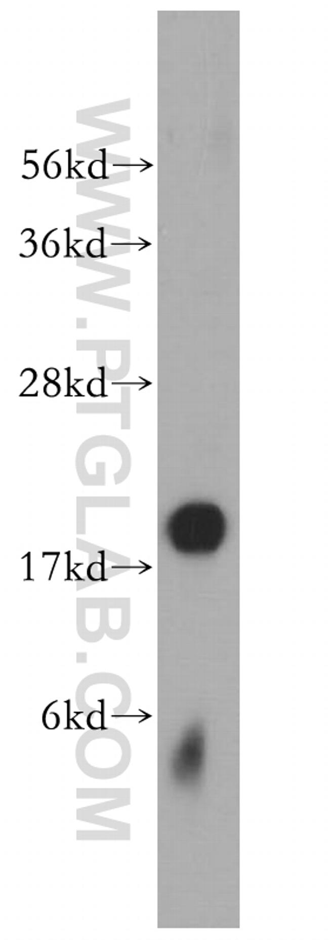 ATP5H Antibody in Western Blot (WB)