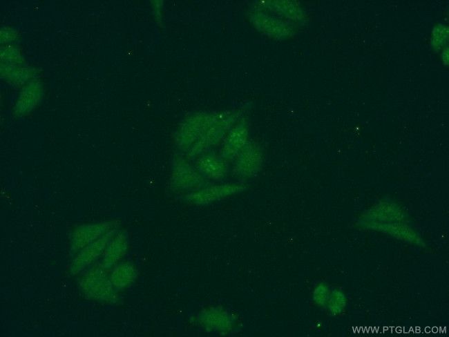 DDX43 Antibody in Immunocytochemistry (ICC/IF)