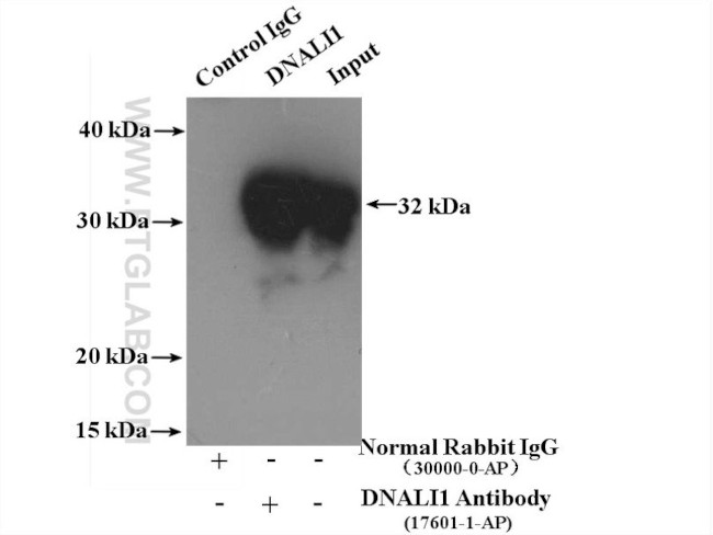 DNALI1 Antibody in Immunoprecipitation (IP)