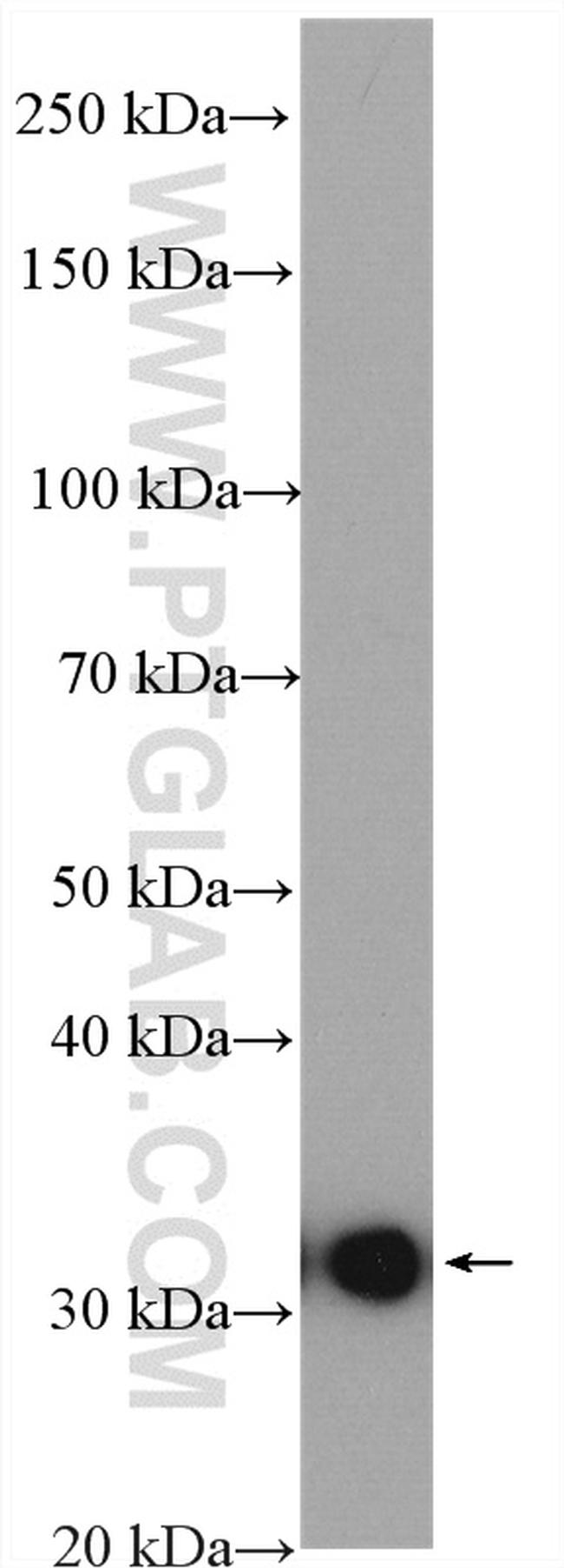 DNALI1 Antibody in Western Blot (WB)