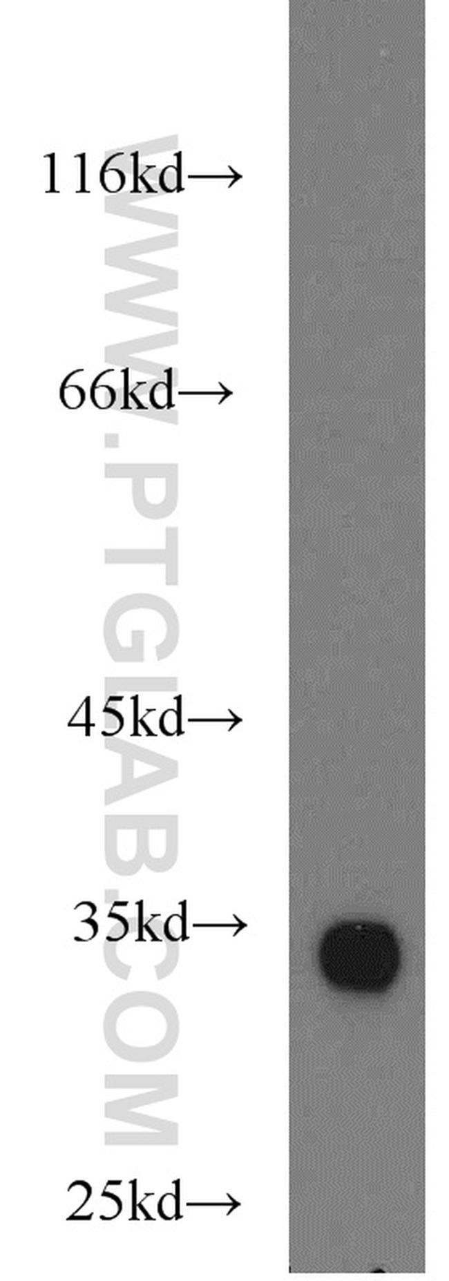 DNALI1 Antibody in Western Blot (WB)