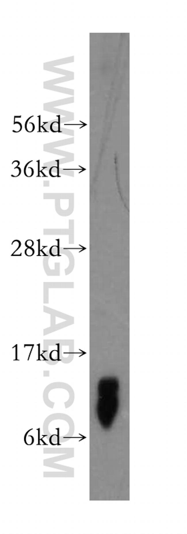 NDUFB2 Antibody in Western Blot (WB)