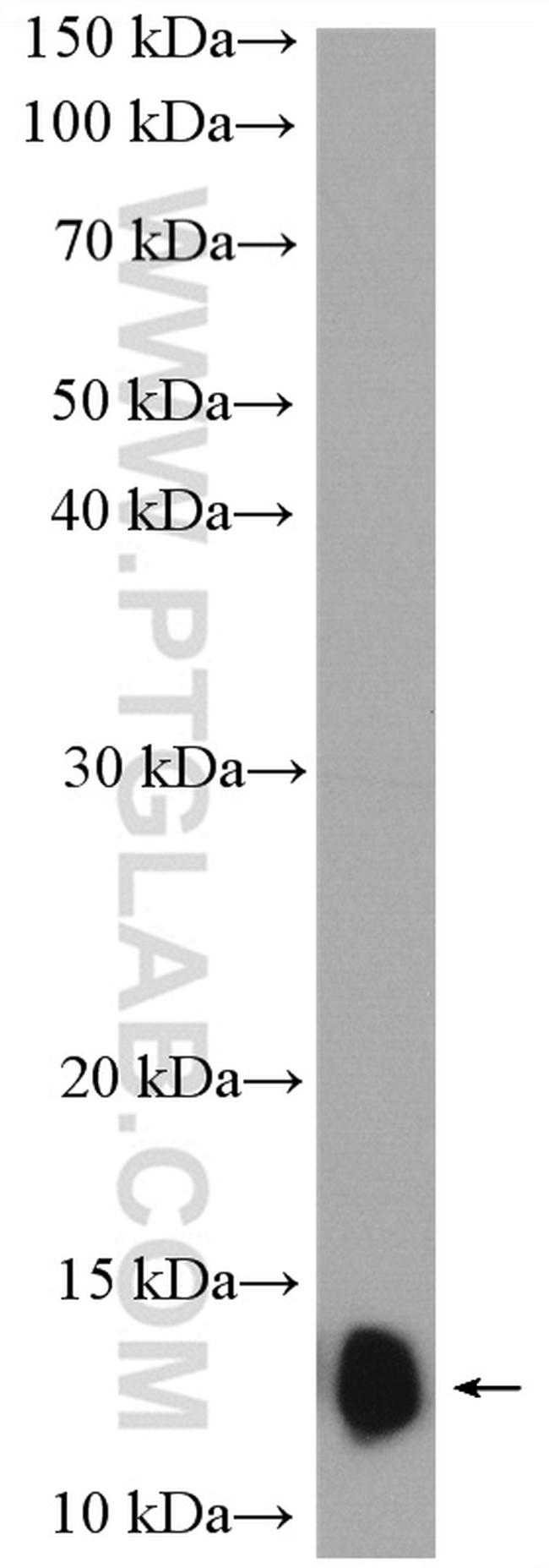 NDUFB2 Antibody in Western Blot (WB)