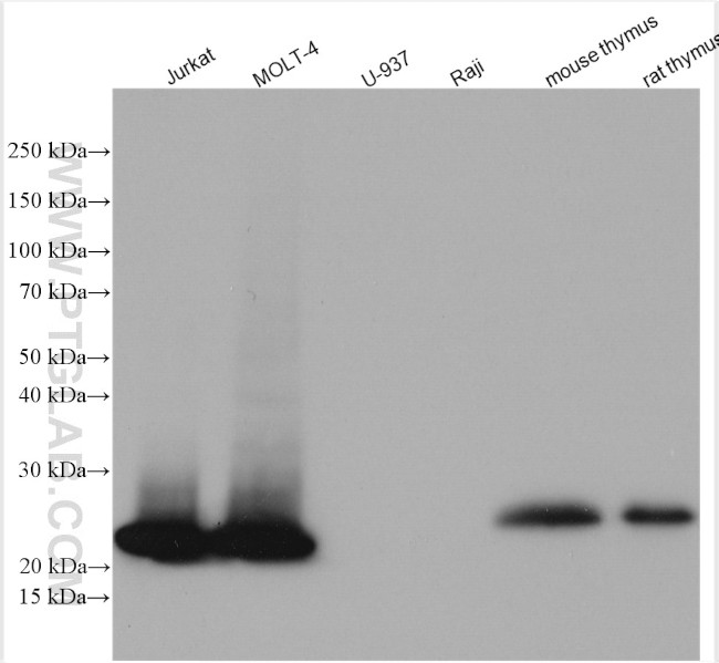 CD3 Antibody in Western Blot (WB)