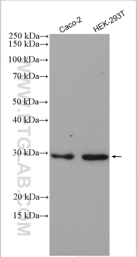 SBDS Antibody in Western Blot (WB)