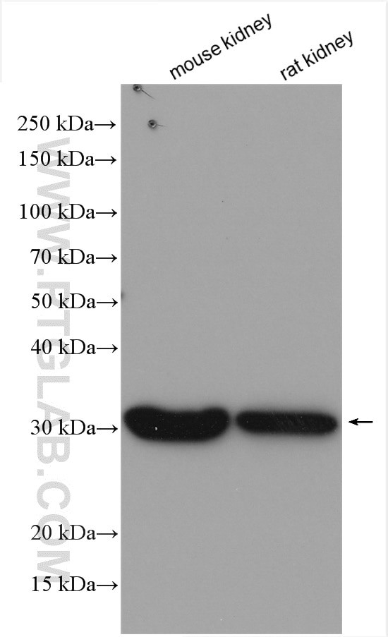 MIOX Antibody in Western Blot (WB)