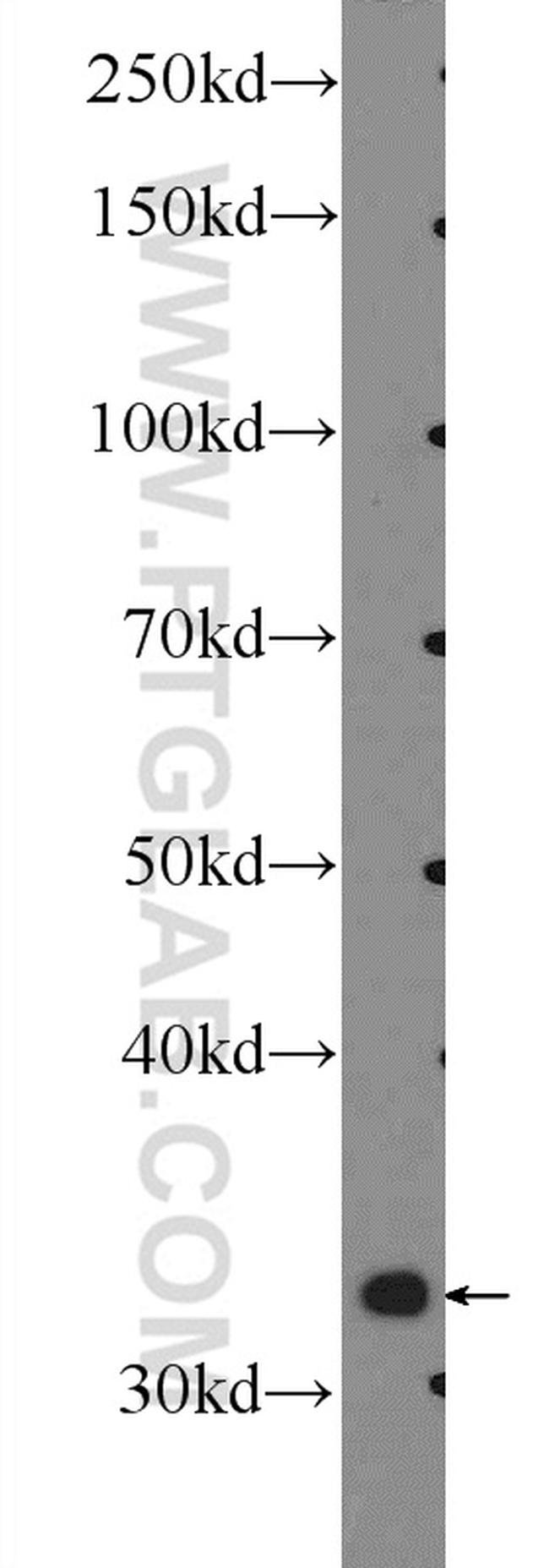 MIOX Antibody in Western Blot (WB)