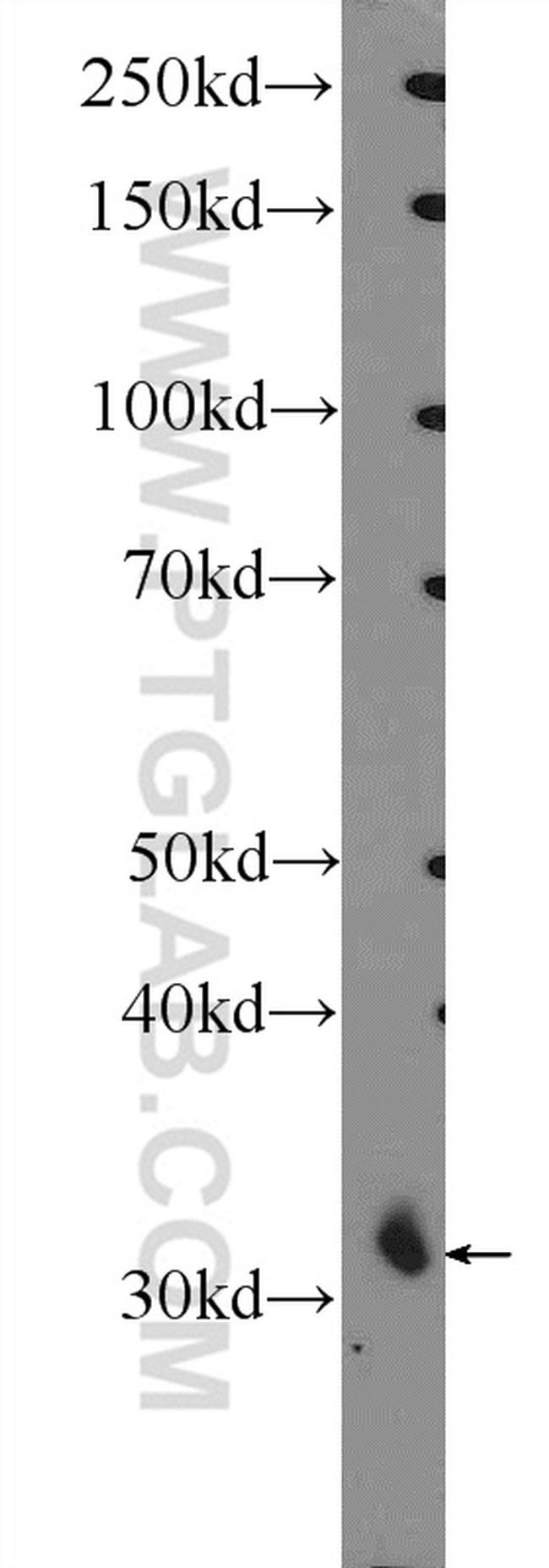 MIOX Antibody in Western Blot (WB)