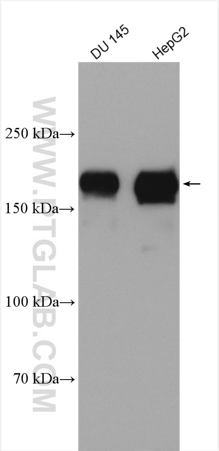 EHBP1 Antibody in Western Blot (WB)