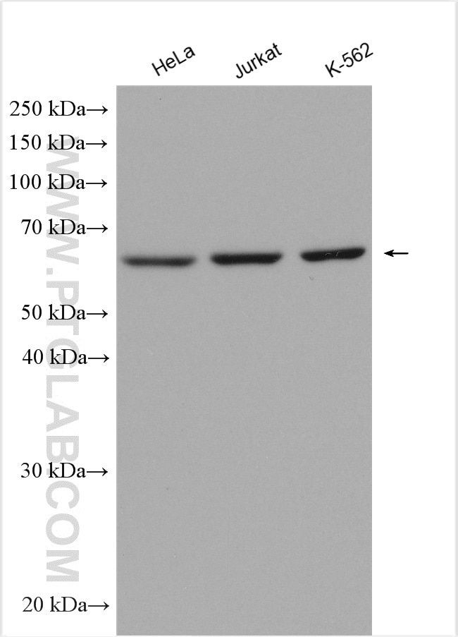 MON1B Antibody in Western Blot (WB)