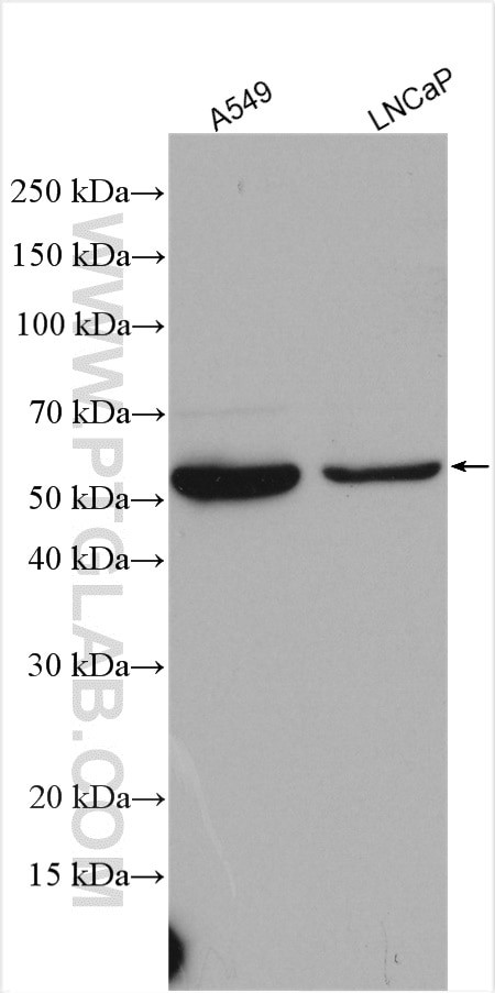 HMGCS1 Antibody in Western Blot (WB)