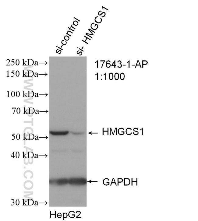 HMGCS1 Antibody in Western Blot (WB)