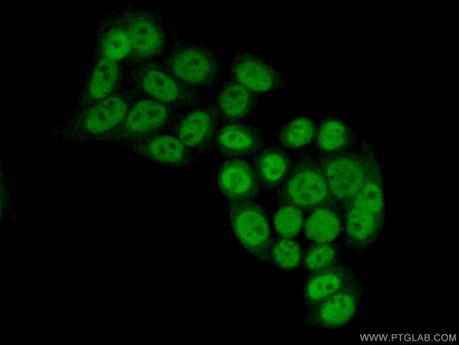 GTF3C4 Antibody in Immunocytochemistry (ICC/IF)