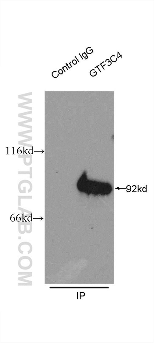 GTF3C4 Antibody in Immunoprecipitation (IP)