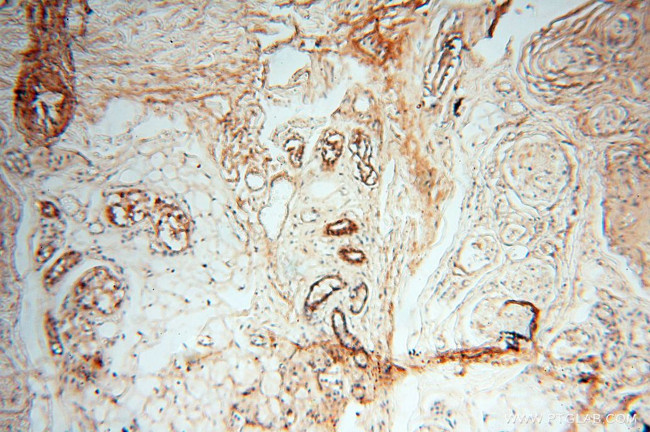 MFAP4 Antibody in Immunohistochemistry (Paraffin) (IHC (P))