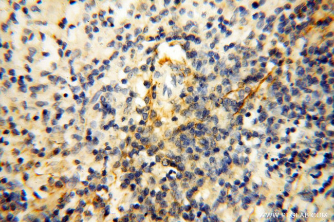 MFAP4 Antibody in Immunohistochemistry (Paraffin) (IHC (P))