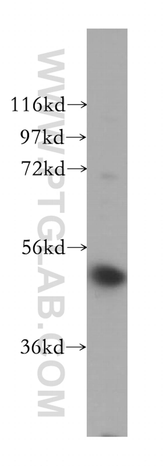 VPS4B Antibody in Western Blot (WB)