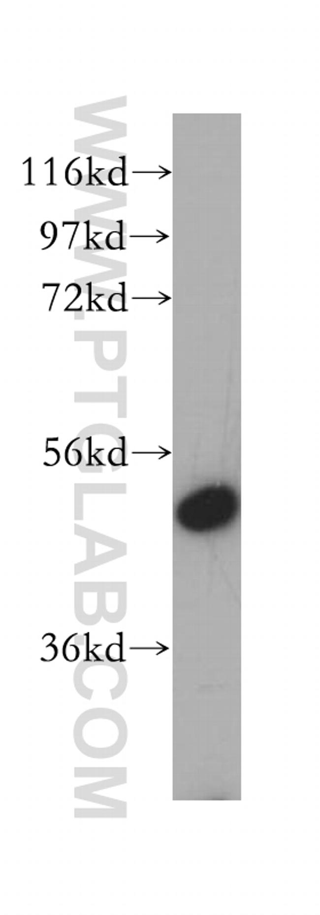 VPS4B Antibody in Western Blot (WB)