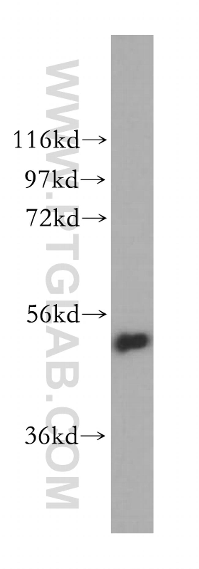 VPS4B Antibody in Western Blot (WB)