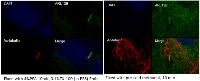 ARL13B Antibody in Immunocytochemistry (ICC/IF)