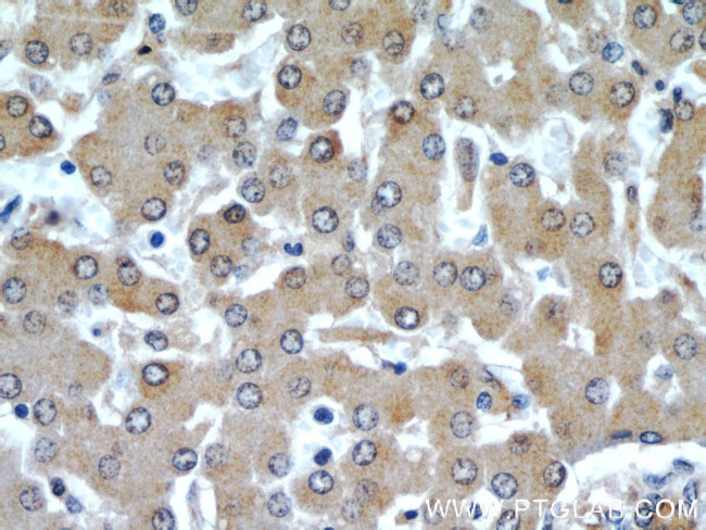 ARL13B Antibody in Immunohistochemistry (Paraffin) (IHC (P))