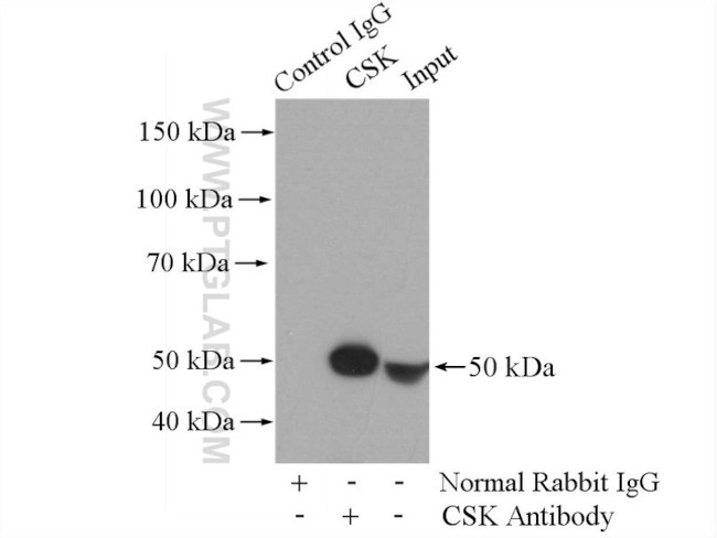 CSK Antibody in Immunoprecipitation (IP)