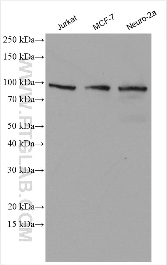 DAP5 Antibody in Western Blot (WB)