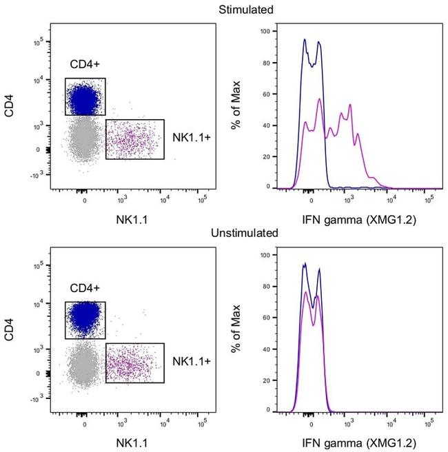 IFN gamma Antibody