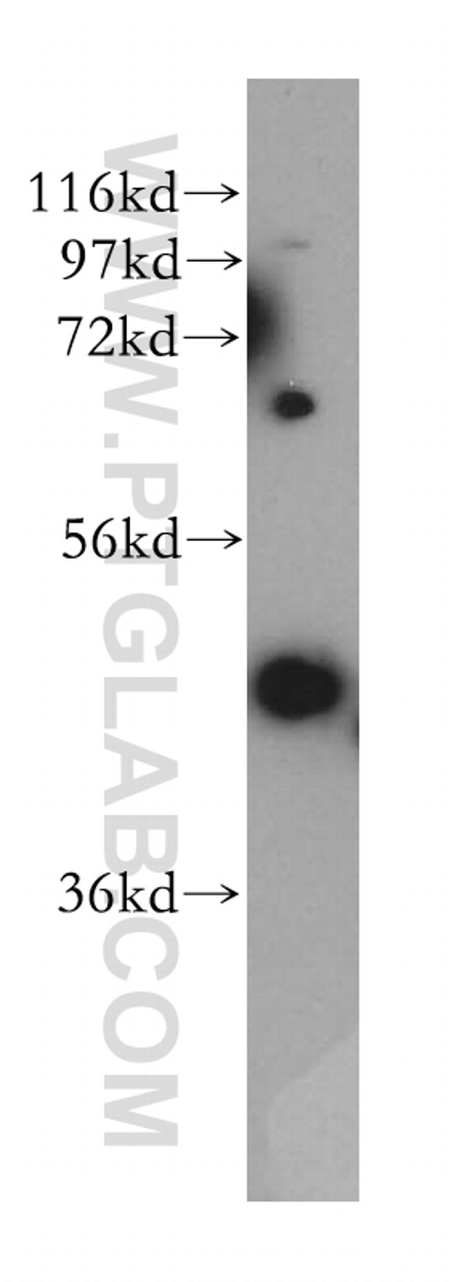 PURA Antibody in Western Blot (WB)