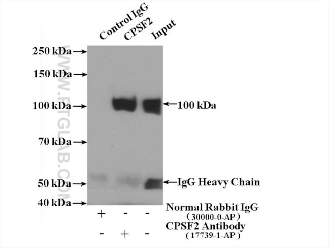CPSF2 Antibody in Immunoprecipitation (IP)