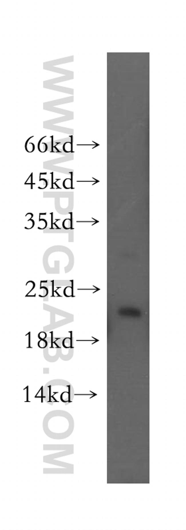 YPEL1 Antibody in Western Blot (WB)