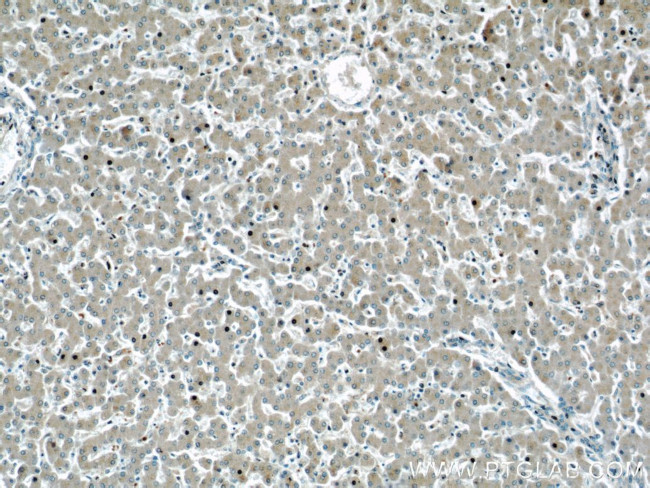 GRAF Antibody in Immunohistochemistry (Paraffin) (IHC (P))